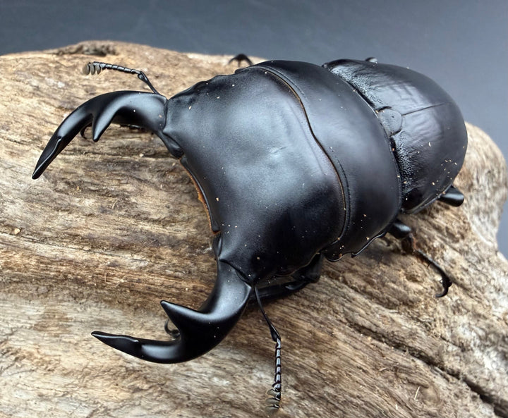 《インドグランディス亜種moriyai 80mm ペア》クワカブの部屋三森氏ブリード個体