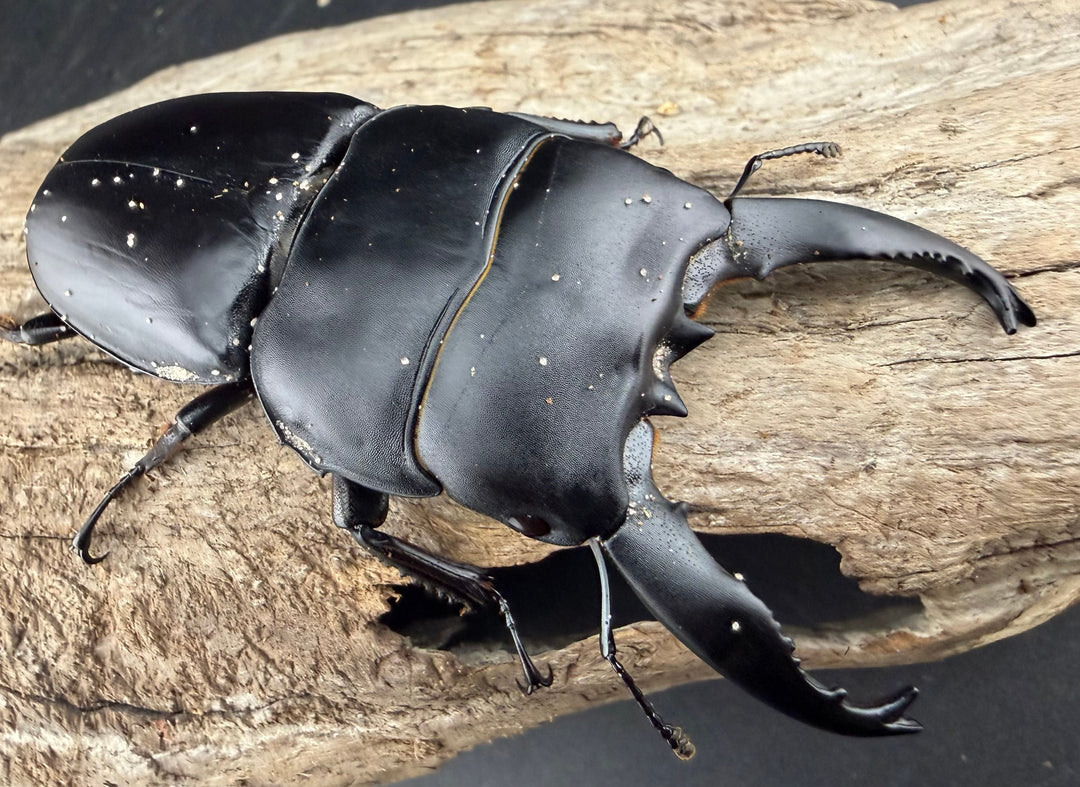 【WD】《アルキデスヒラタ アチェ産 長歯 89mm ペア》