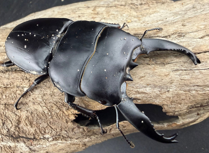 【WD】《アルキデスヒラタ アチェ産 長歯 89mm ペア》