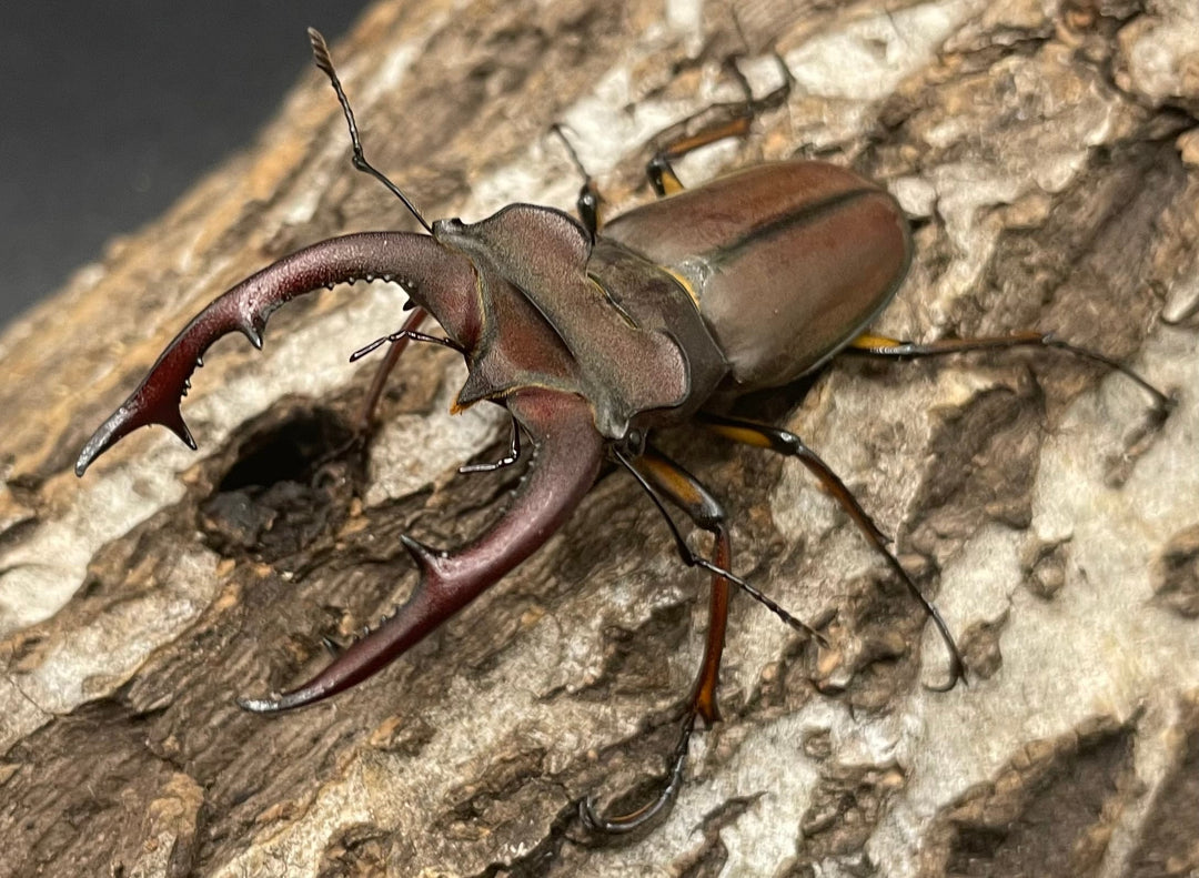 【WD】《フォントミヤマクワガタ 60mm ペア》