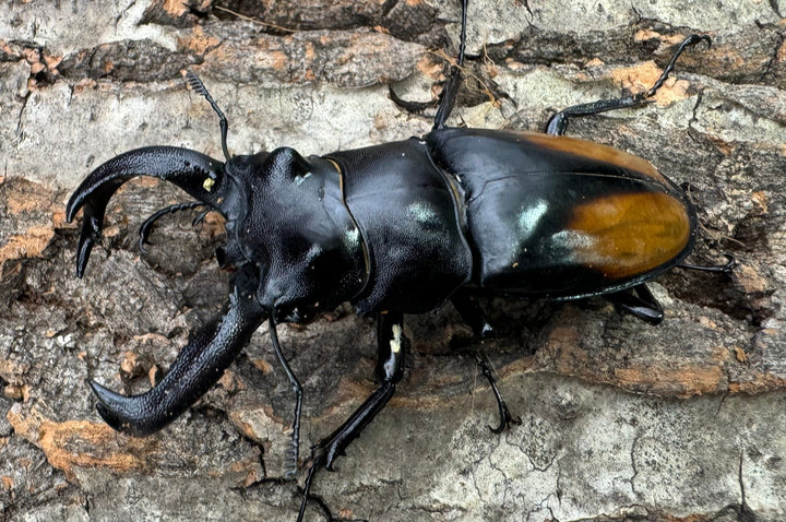 【WD】《セアカフタマタ（パリーフタマタ） 79mm ペア》