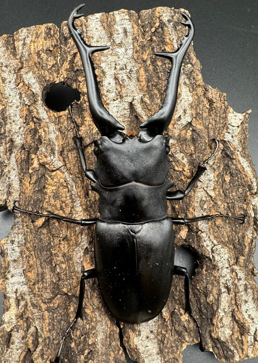 【WD】《ギラファノコギリ亜種ケイスケ 108mm ペア》