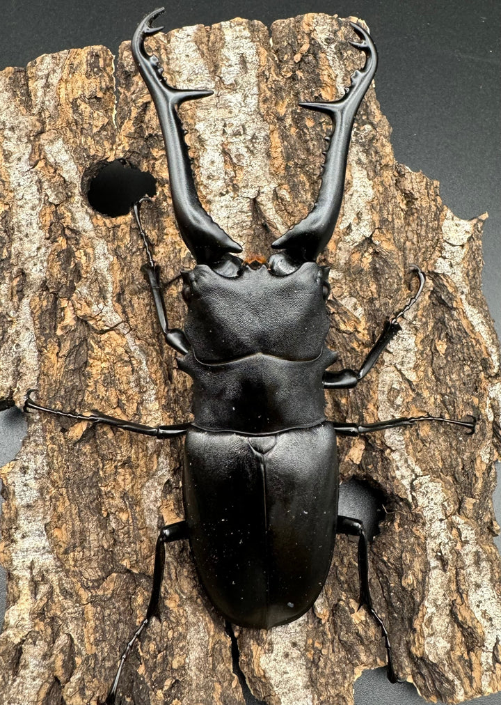 【WD】《ギラファノコギリ亜種ケイスケ 108mm ペア》