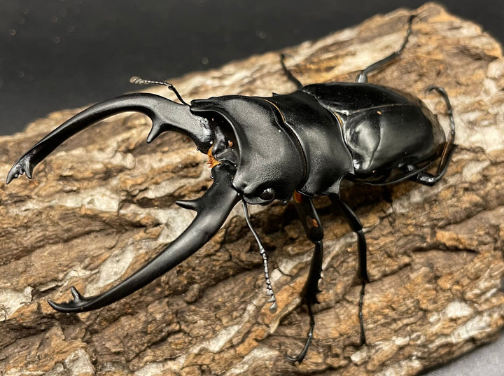 【WD】超大型大歯《インターメディアツヤクワガタ 98mmUP ペア》