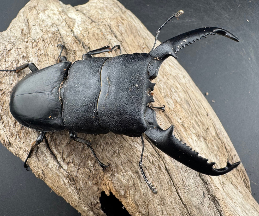 【WD】《パラワンオオヒラタ 87mm ペア》