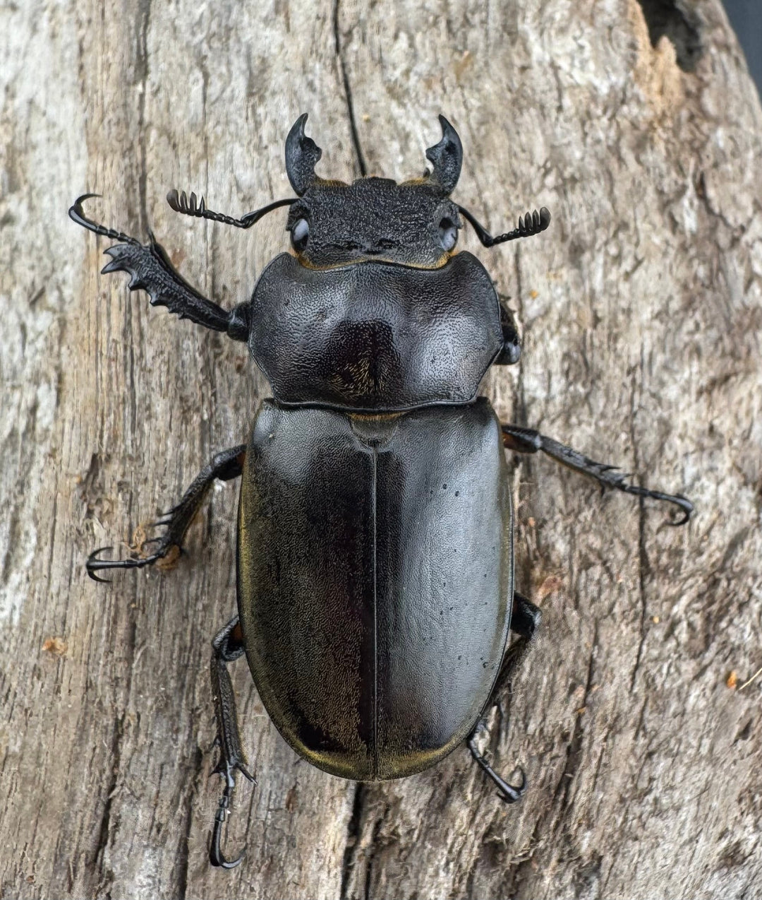 【WD】《カンターミヤマ亜種colasi 雲南省産 43mm B品ペア》