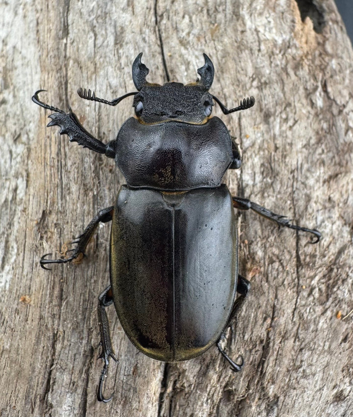 【WD】《カンターミヤマ亜種colasi 雲南省産 43mm B品ペア》