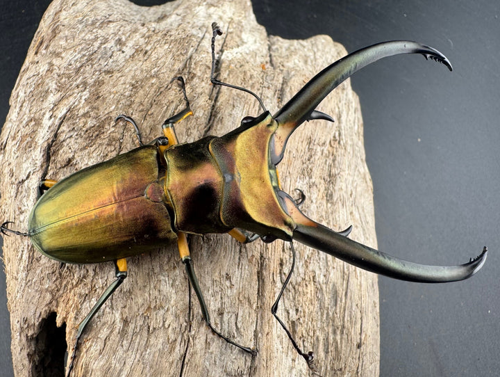 【WD】《エラフスホソアカ 91.5mm ペア》