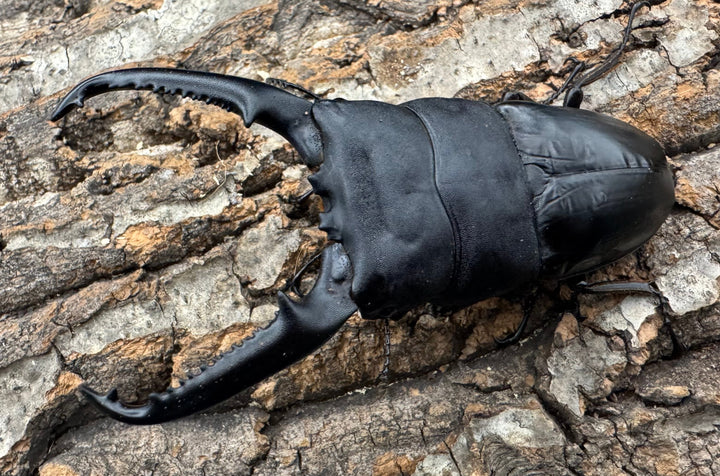 《パラワンオオヒラタクワガタ 106mm ペア》