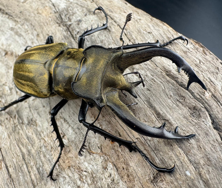 【WD】《フルキフェルミヤマ 62mm ペア》