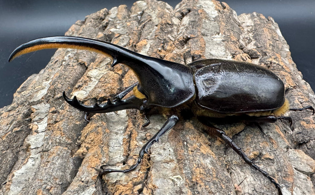 《ヘラクレス・ヘラクレス 125mm ペア》