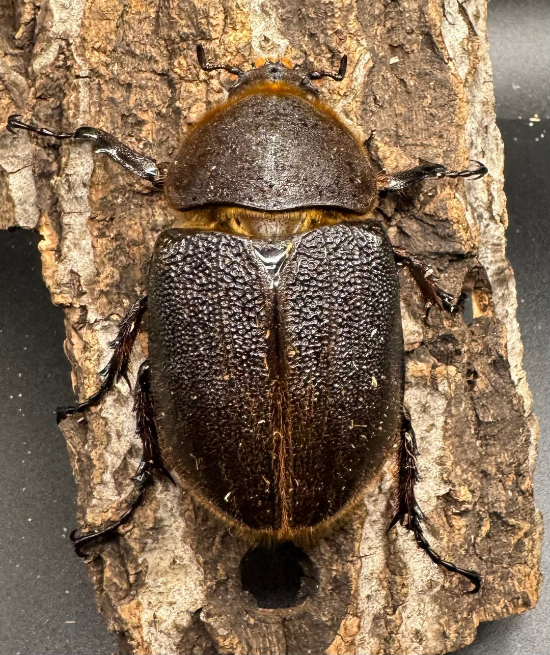 《ヘラクレス・ヘラクレス 152mm ペア》