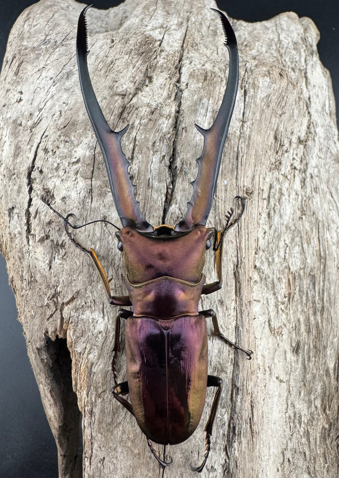 【美麗】《メタリフェルホソアカ 82mm ペア》セルヴォラン氏ブリード個体