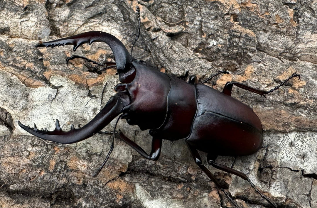 特別特価!!【WD】《ノコギリクワガタ 山梨県産 ペア》