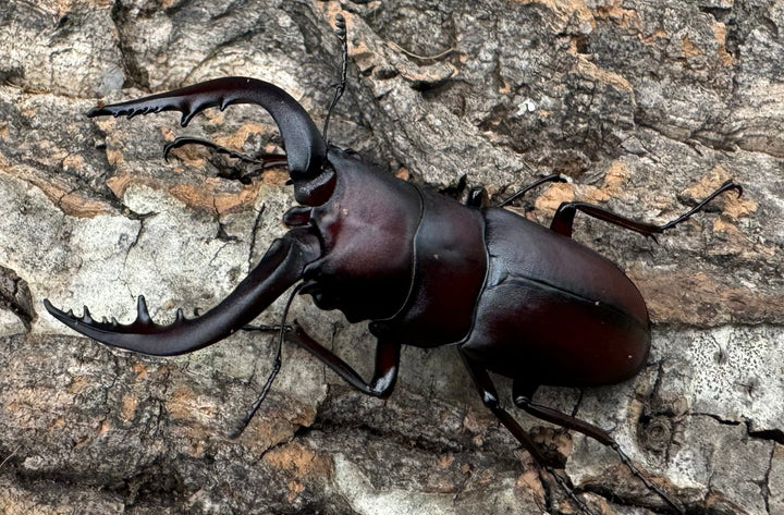 特別特価!!【WD】《ノコギリクワガタ 山梨県産 ペア》