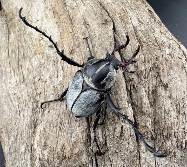 【WD】《アダムスツノハナムグリ Free ペア》②