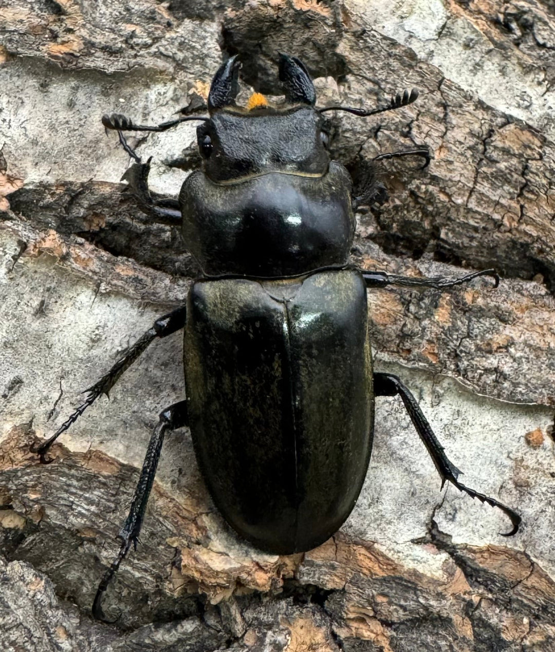 【WD】大型《クラーツミヤマ原名亜種 63mm ペア》