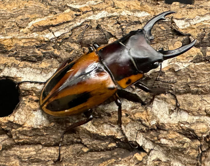 【WD】《ファブリースノコギリ原名亜種 48mm ペア》