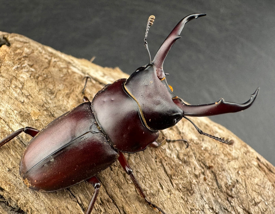 《ミシマコクワガタ 硫黄島産 41mm ♂♀♀トリオ》