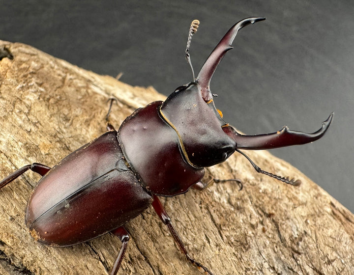 《ミシマコクワガタ 硫黄島産 41mm ♂♀♀トリオ》