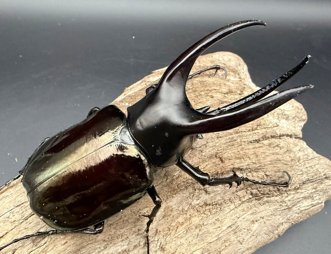 【WD】《モーレンカンプオオカブト 95mm ペア》