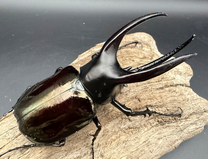 【WD】《モーレンカンプオオカブト 95mm ペア》