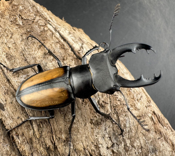 【WD】《パリーミヤマクワガタ 40mm ペア》