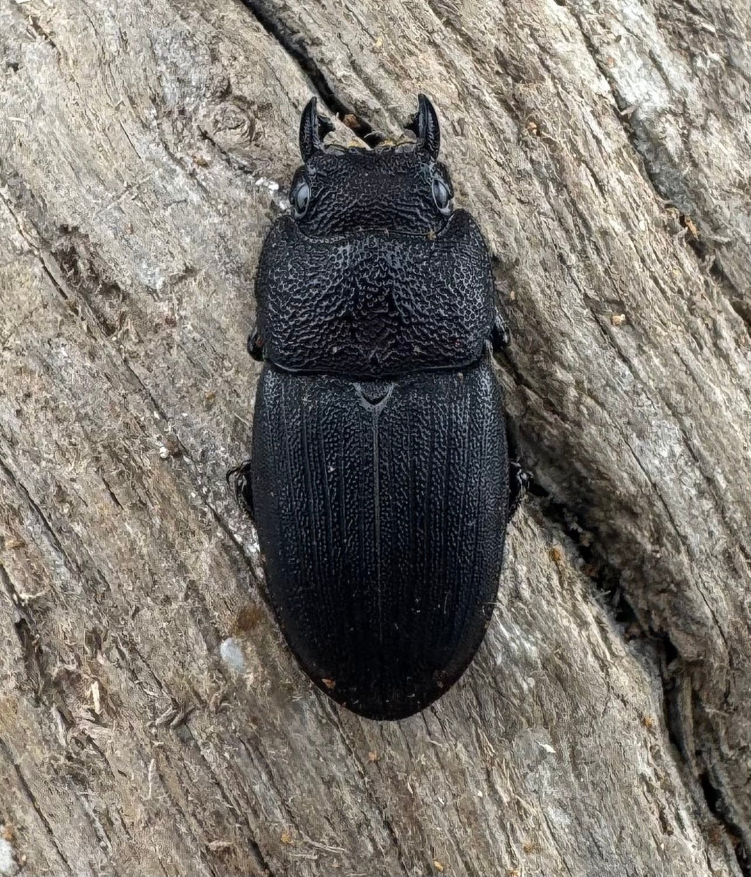 【WD】レア種《ミンダナオネブト 31.5mm ペア》