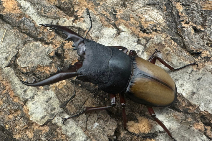 【WF4】《ウムハンギノコギリ 55.5mm ペア》