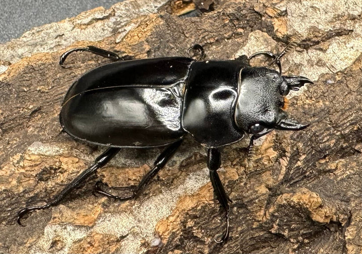 《フォルスターフタマタ亜種ニシ 紅系累代 72mm ペア》inohiro109氏ブリード個体