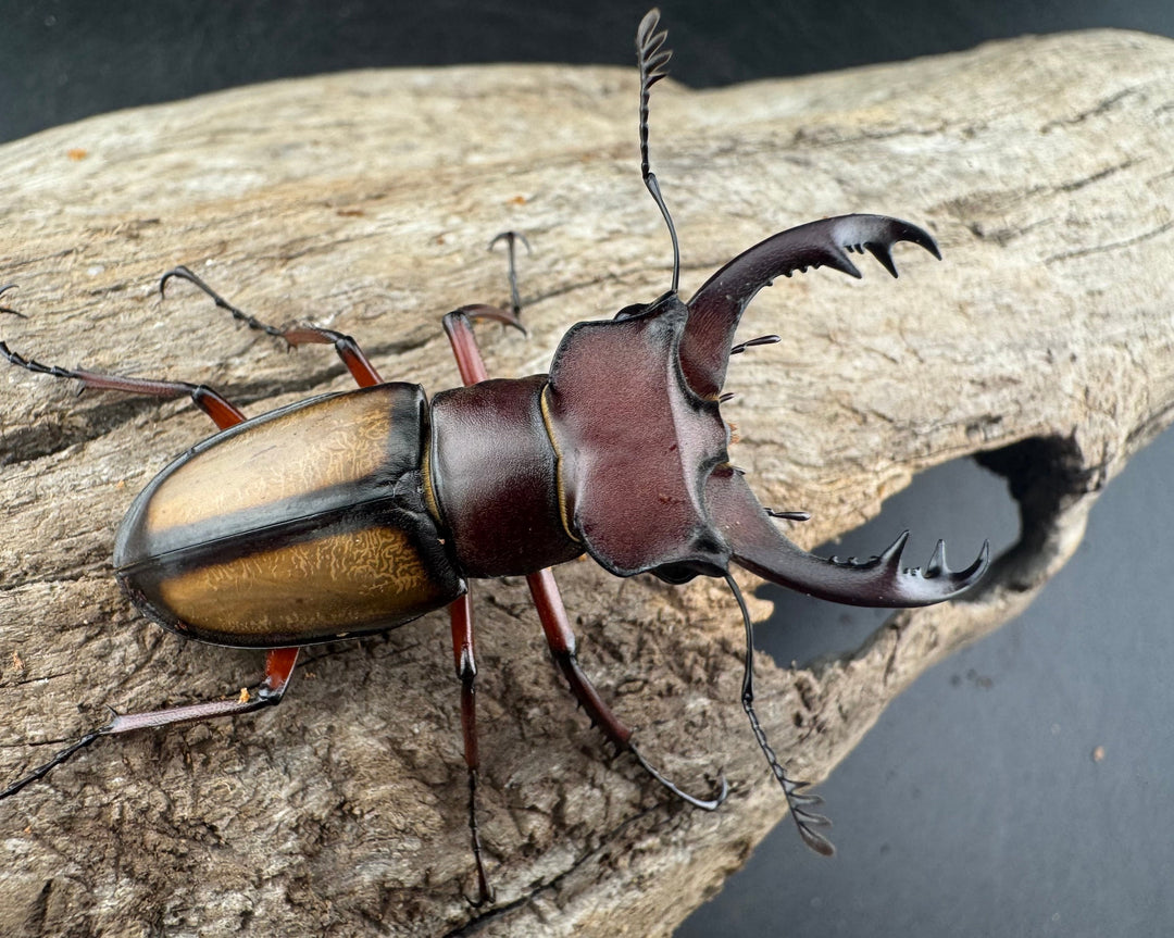 【WD】《ラエトゥスミヤマクワガタ 43mm ペア》