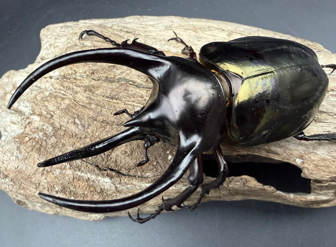 【WD】《ミンダナオアトラスオオカブト マラグサン産 96mm ペア》