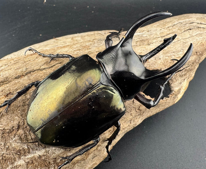 【WD】《アトラスオオカブト亜種マンテツ ラオス産 86mm ペア》