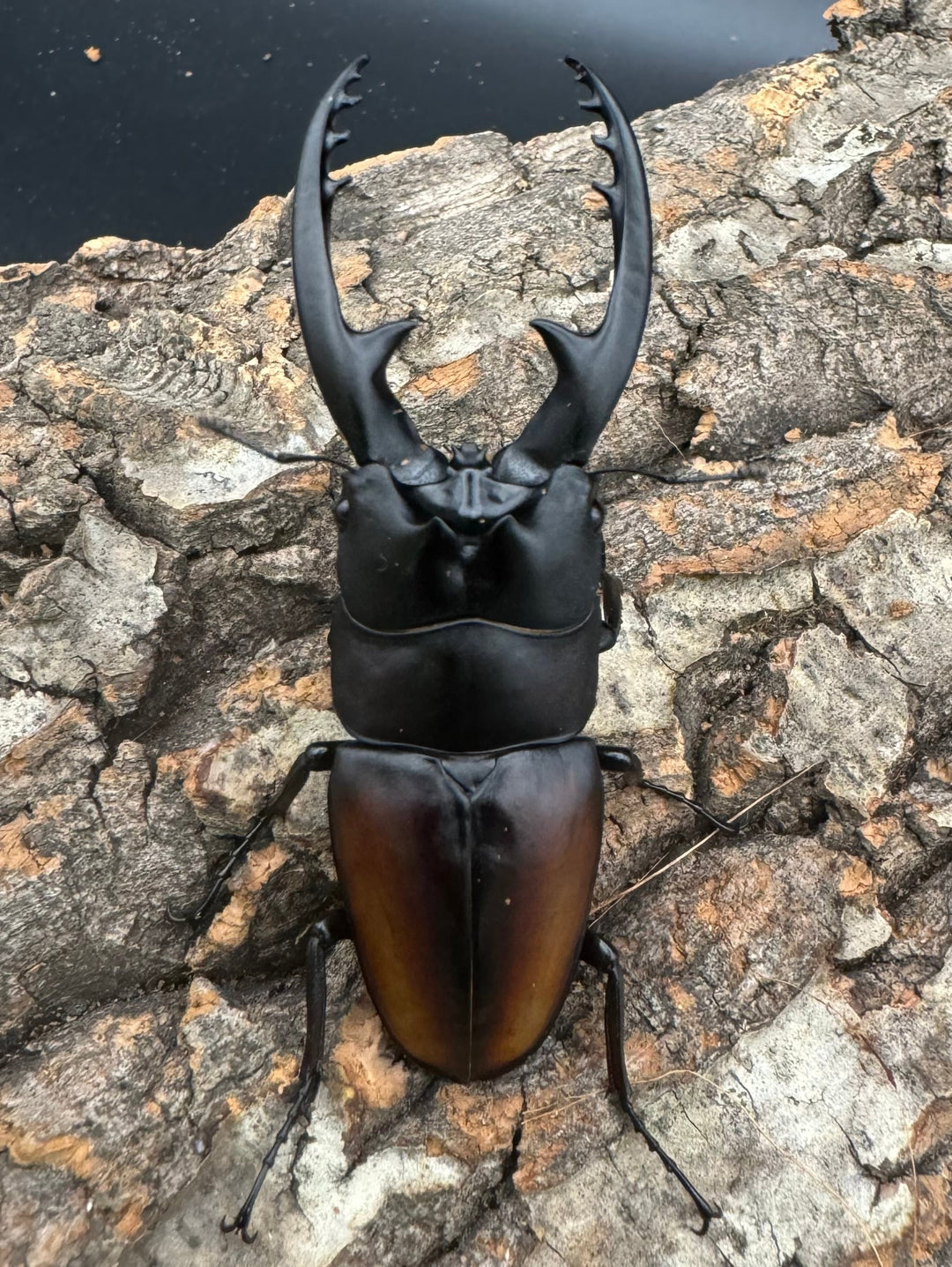 即ブリ《レニノコギリ 紋あり 68.8mm ♂単》