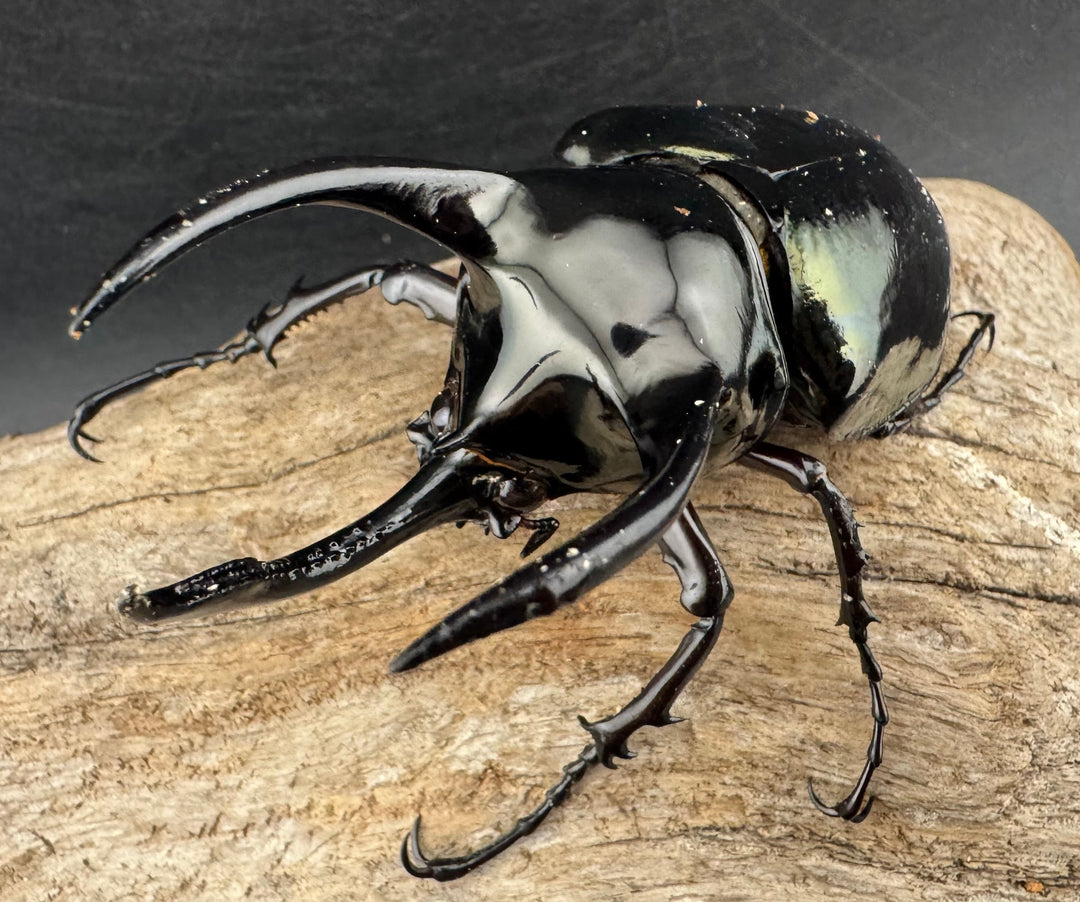 【WD】《アトラスオオカブト亜種マンテツ ラオス産 88mm ペア》