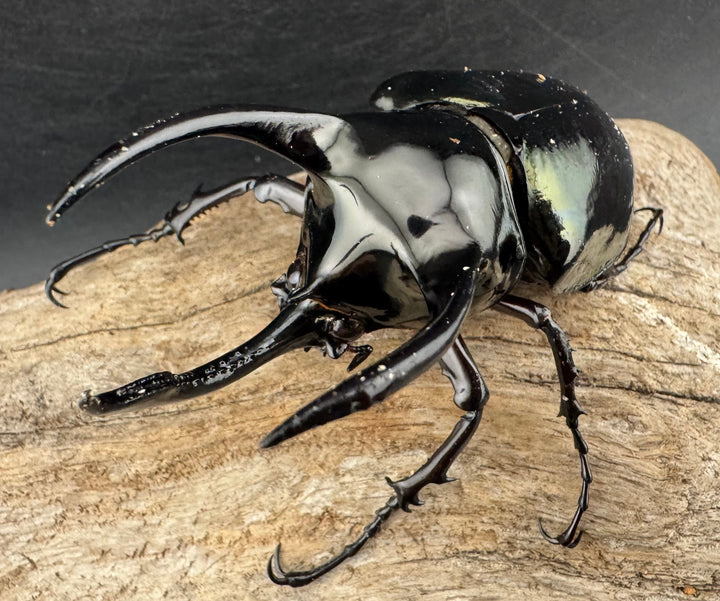 【WD】《アトラスオオカブト亜種マンテツ ラオス産 88mm ペア》