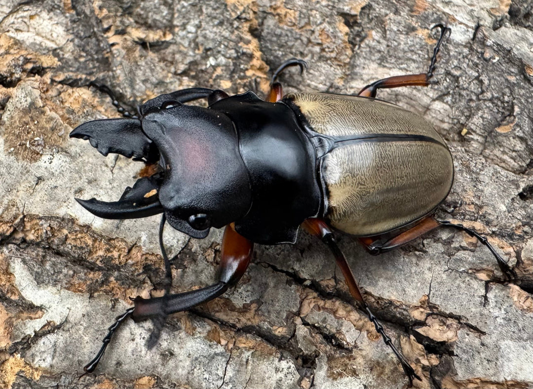 【WD】《フェモラリスツヤクワガタ亜種waterstradit 54.5mm A'品ペア》