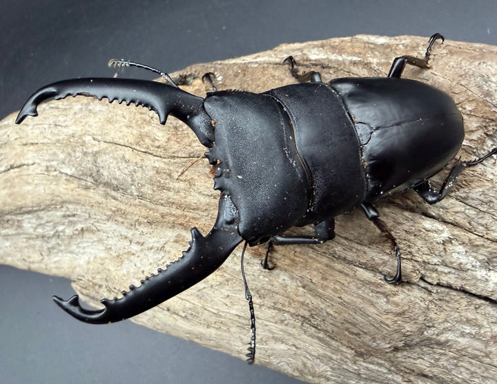 【WD】《パラワンオオヒラタ マンタリンガハン産 96.5mm ペア》