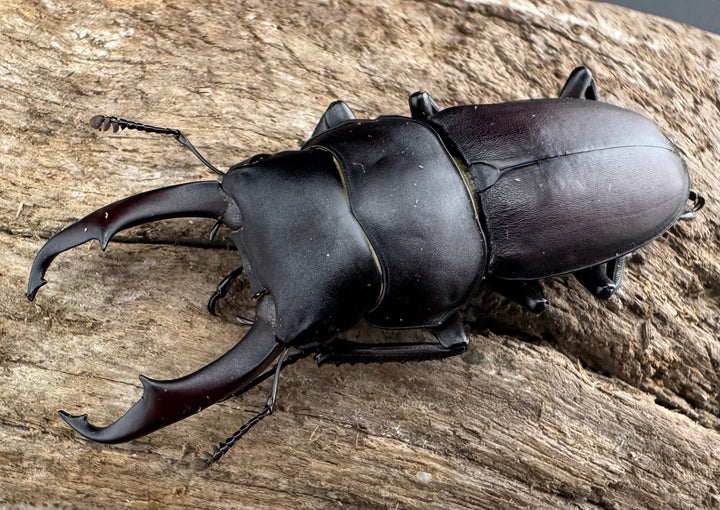 《ヤクシマコクワガタ 48mm ペア》