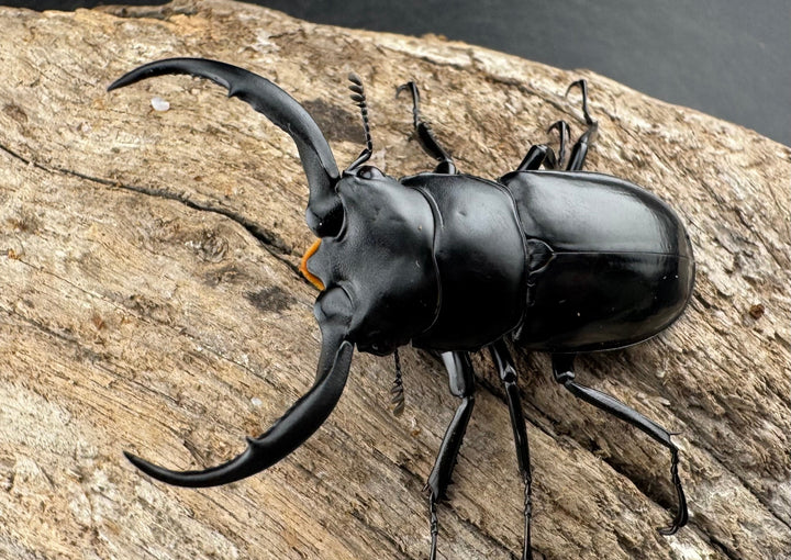 【WD】《ウエストウッディ亜種カズミアエ 雲南省産 54.5mm A’品ペア》