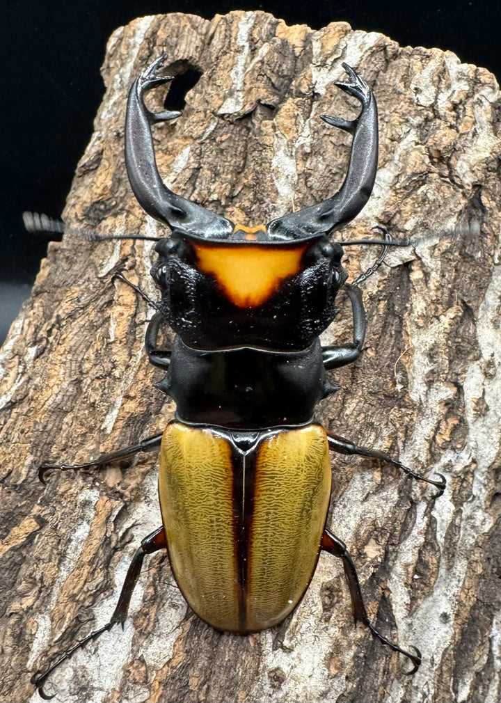 【WD】《ラコダールツヤクワガタ アチェ産 84mm ペア》