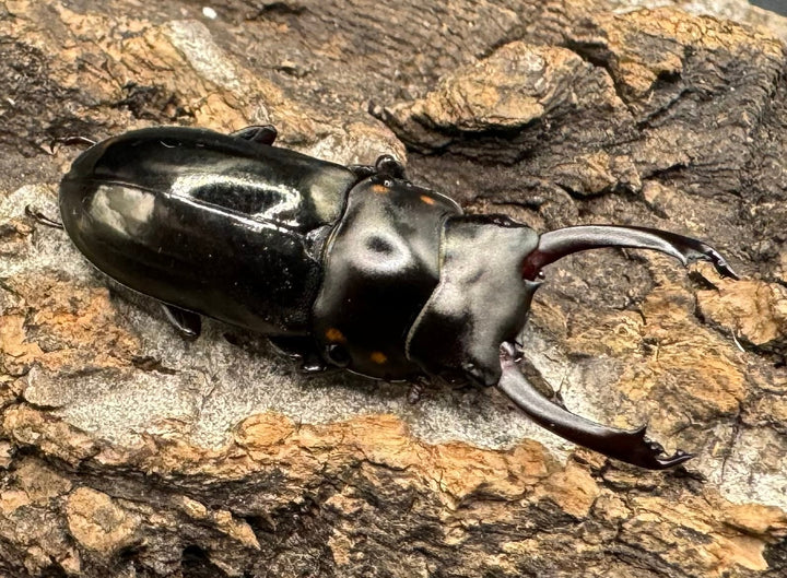 【WF1】《フルボノタトゥスコクワ 32mm ペア》