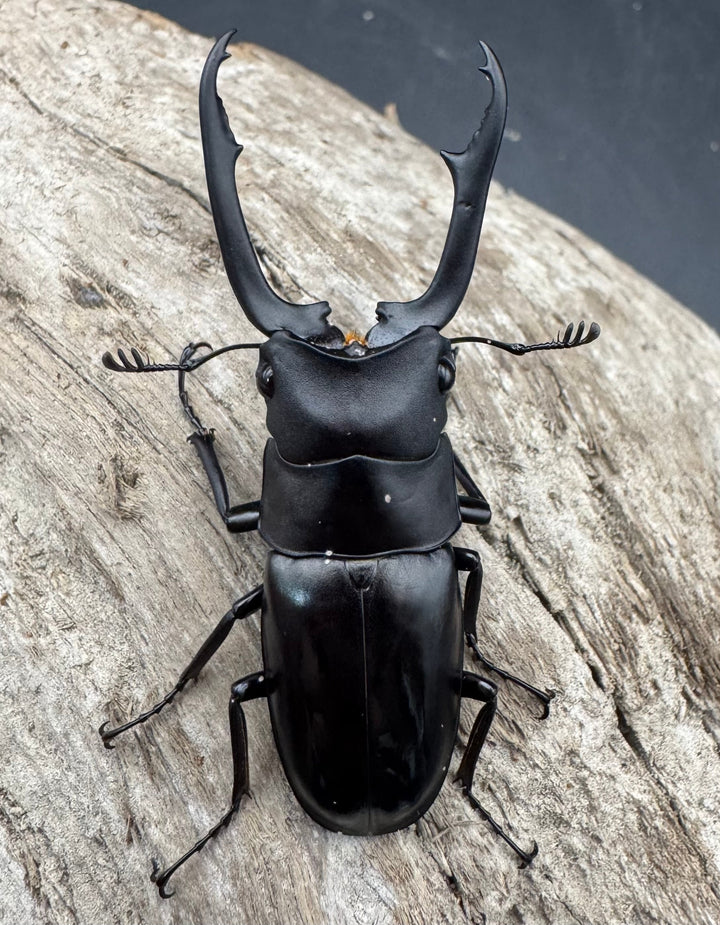 【WD】《ブッダノコギリ亜種patricius パロロ パル産 51.5mm ペア》