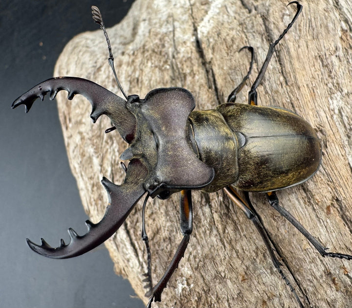 【WD】《ミヤマクワガタ 山形県産 60mmUP ペア》