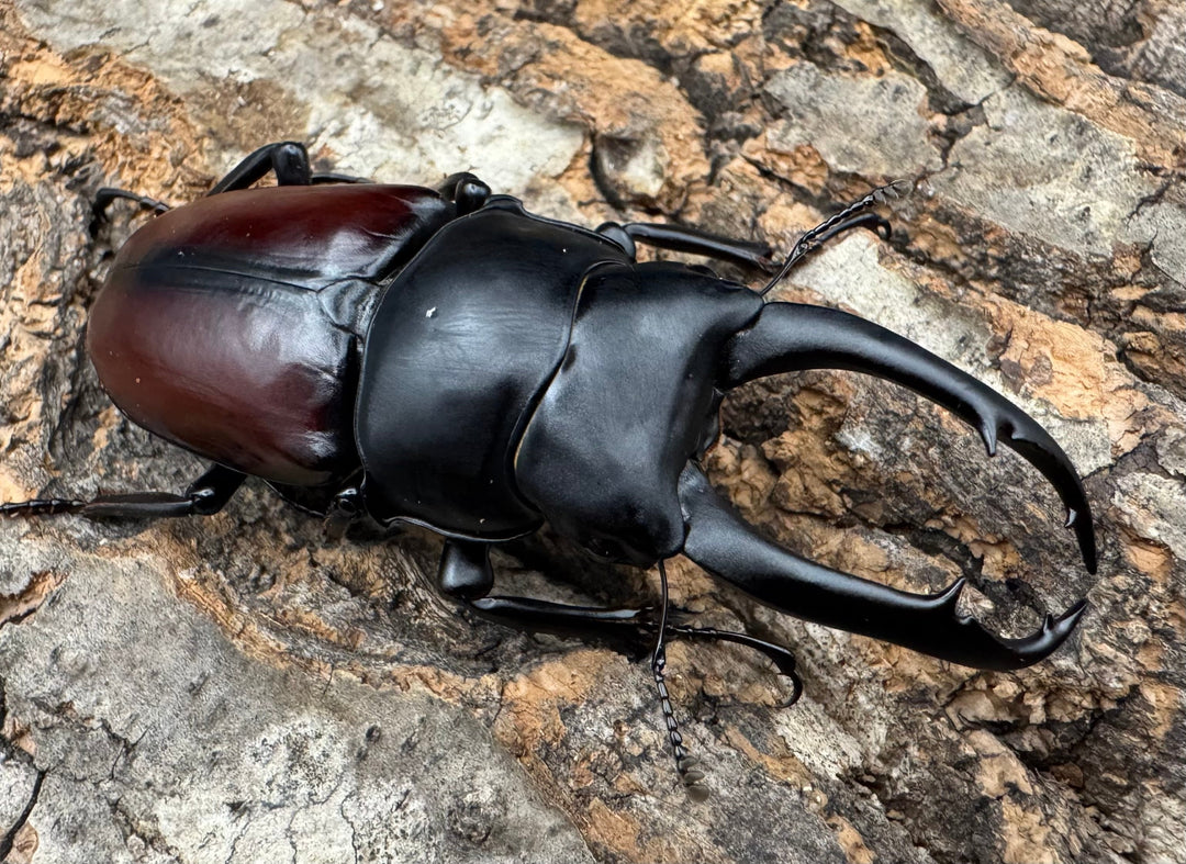 【WD】《ドンキエルコクワ原名亜種 70.5mm ペア》