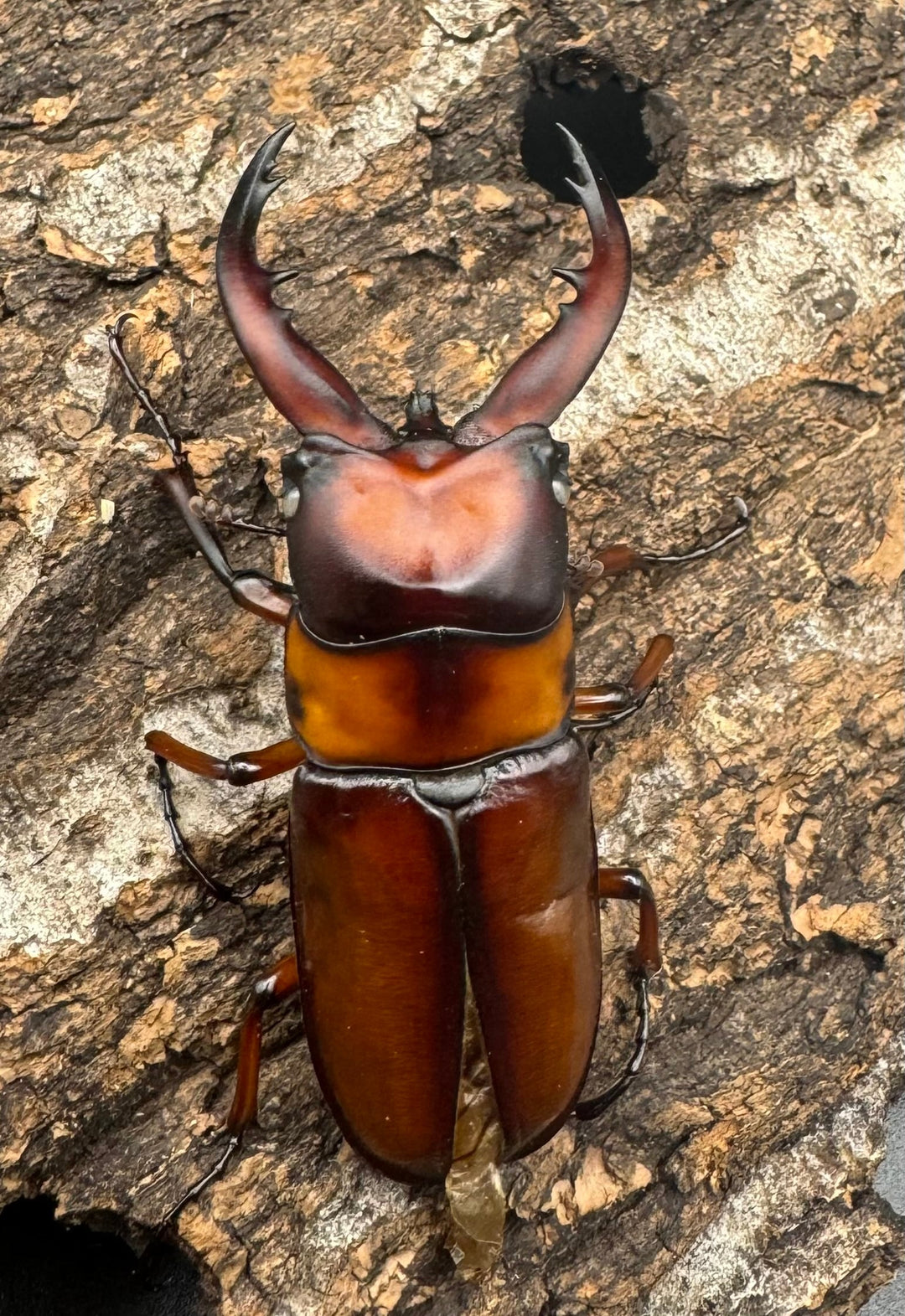 《トカラノコギリクワガタ ホワイトアイ ♀単+おまけB品♂》