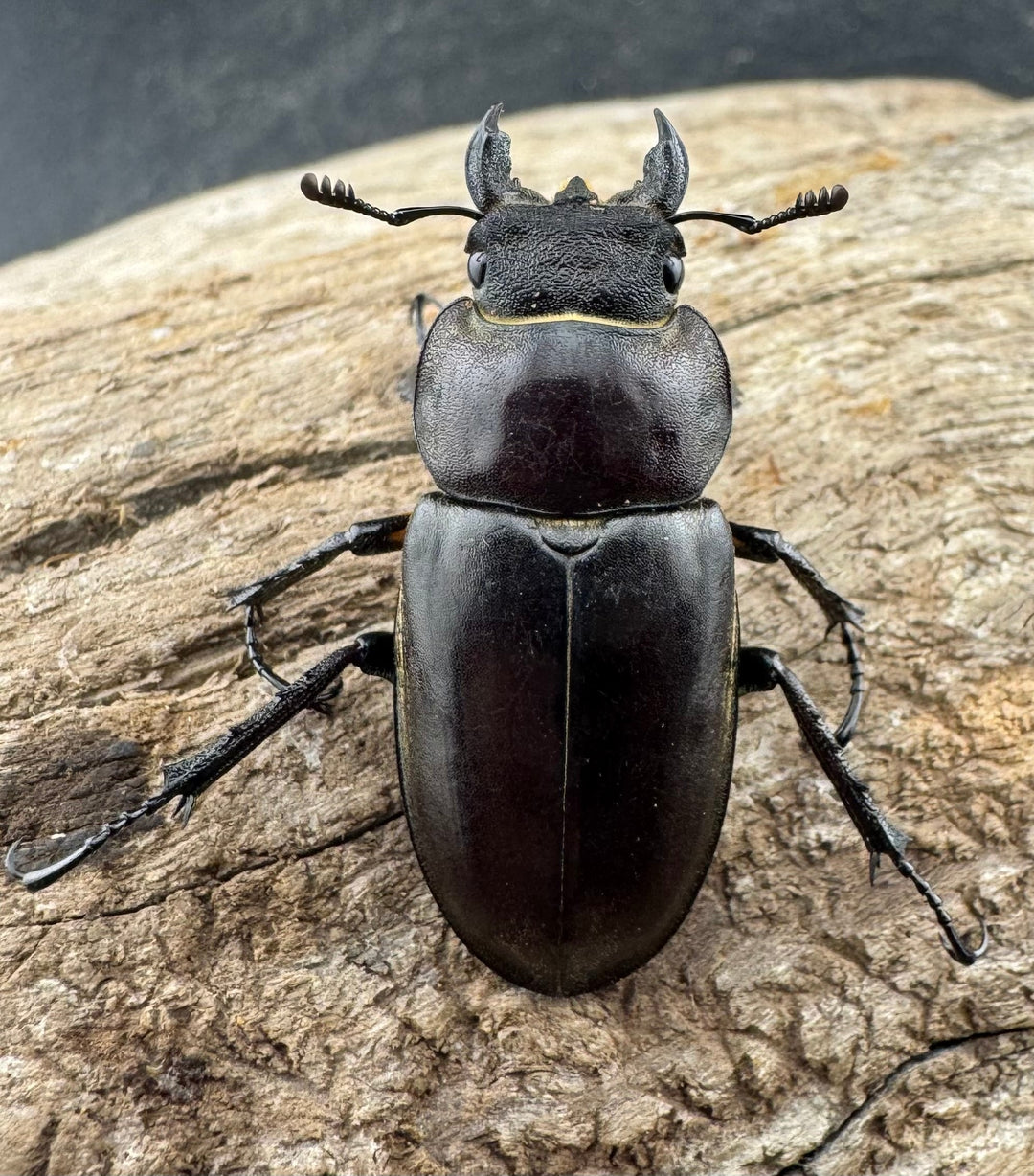 【WD】《ディボウスキーミヤマ原名亜種（チョウセンミヤマ） 遼寧省産 57mm ペア》