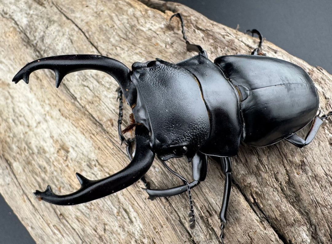 【WD】《スチーブンスツヤ原名亜種 70mm ペア》