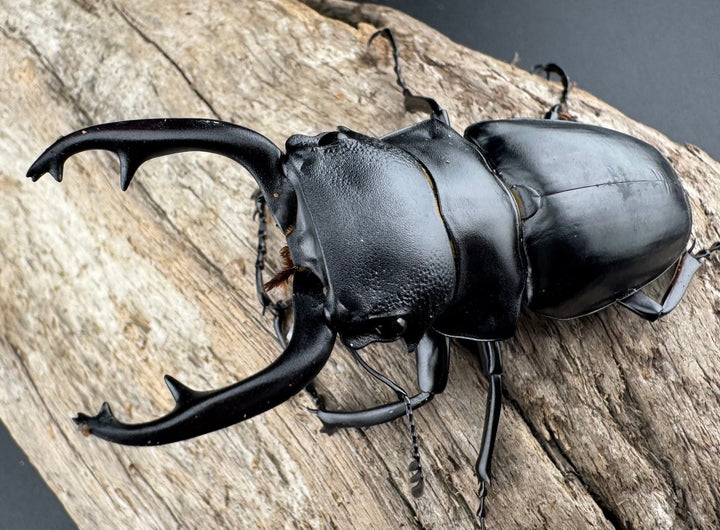 【WD】《スチーブンスツヤ原名亜種 70mm ペア》