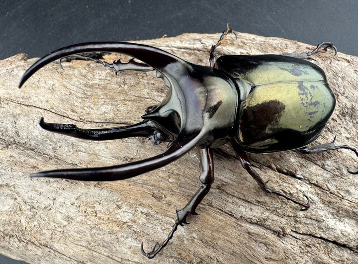 【WD】《アトラスオオカブト スマトラ島産 83mm ペア》